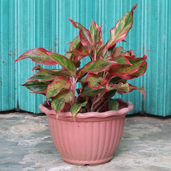 米山舞　everlasting plants NATURE'S WAY FARMS Aglaonema Crystal Bay Live Indoor Plant