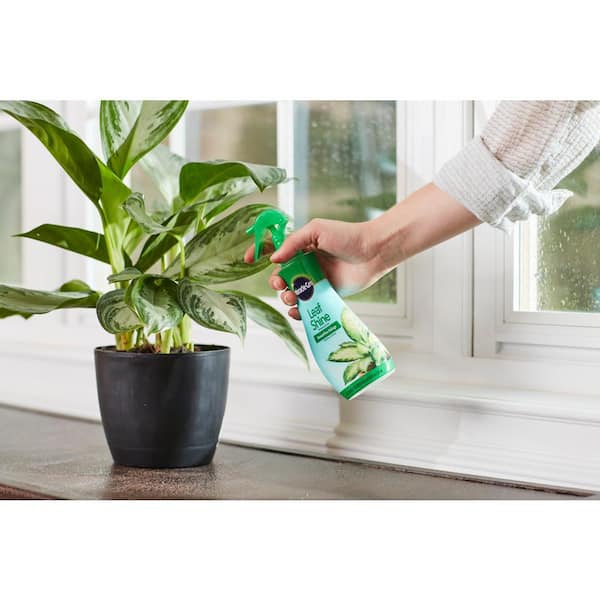 LEAF SHINE SPRAY FOR INDOOR PLANTS (HOMEMADE) + MGA SAKIT NG PLANTS SA  DAHON 