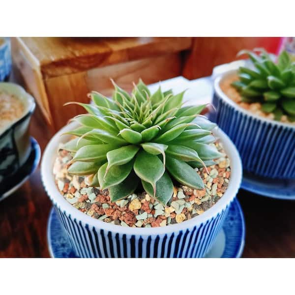 unique air plant holders Geometric faceted wall mounted air plant holder main image 0