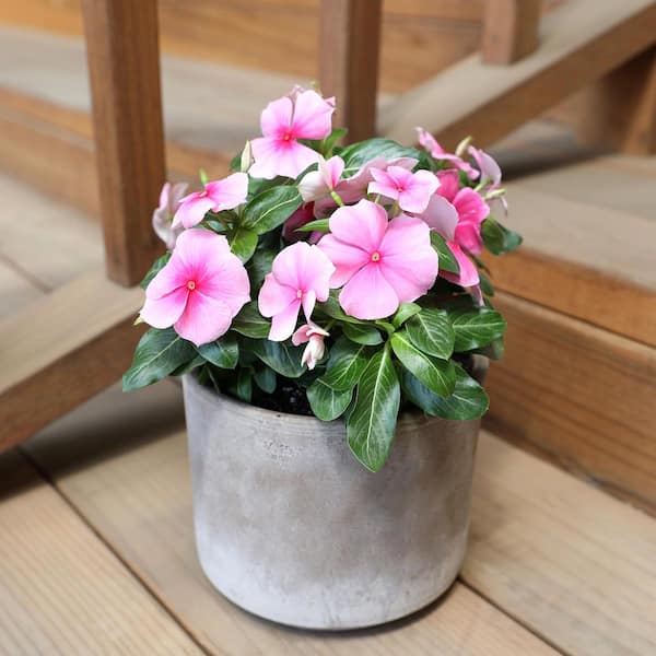 ALTMAN PLANTS Multicolor Vinca Flowering Garden Plants (4 Pack