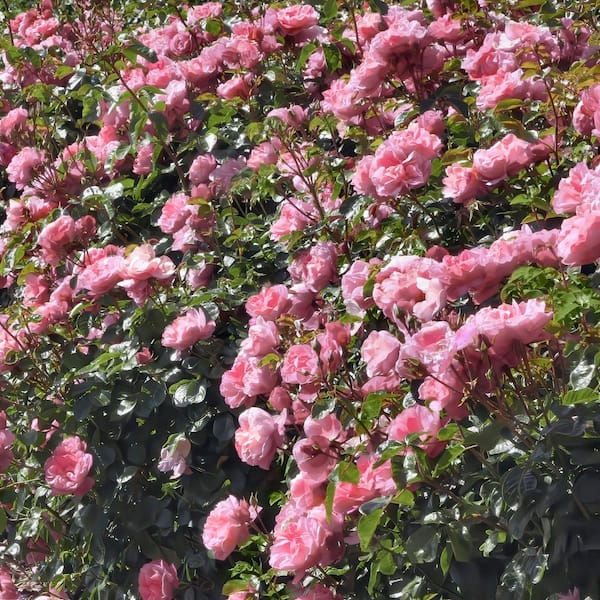 national PLANT NETWORK Bare Root Rose Scentables Sunbelt Savannah