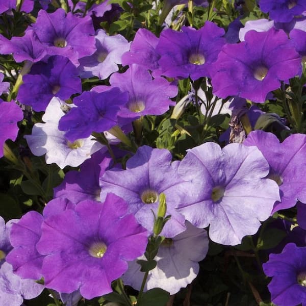 SUPERCAL 1 Gal. Lavender Star SuperCal Petunia Outdoor Annual Live ...