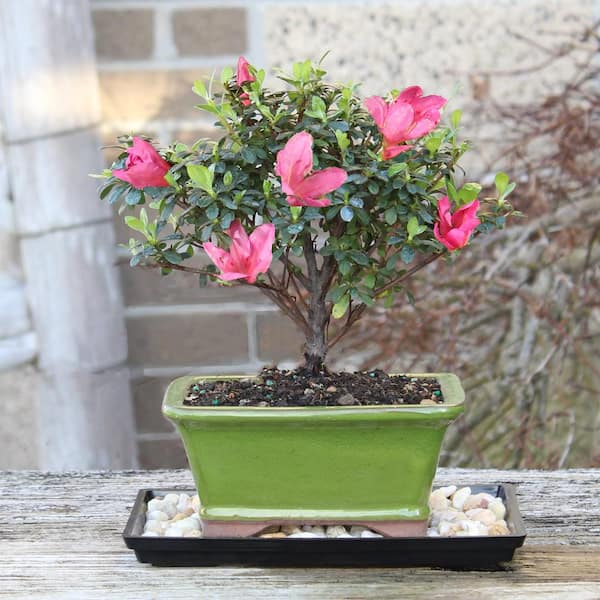 brussel's BONSAI Satsuki Azalea Bonsai Tree Outdoor Plant in