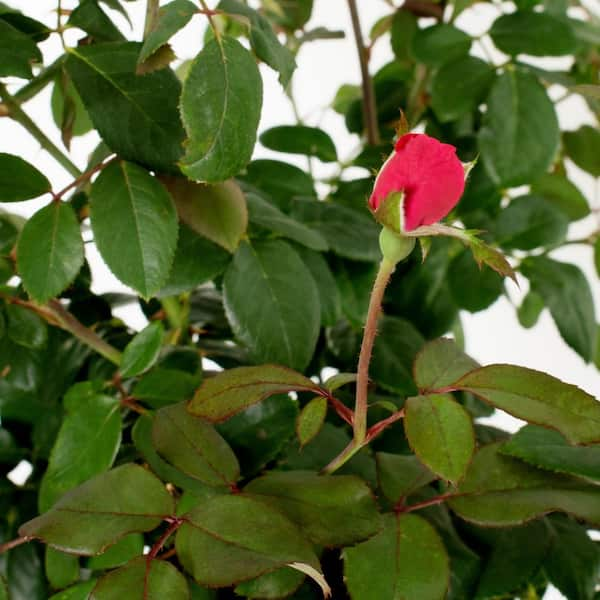 KNOCK OUT 2 Gal. Red Double Knock Out Rose Bush with Red Flowers 13210 -  The Home Depot