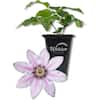 Wekiva Foliage Clematis Candy Stripe-Live Starter Plant in a 2 Inch Growers Pot-Starter Plants Ready for The Garden ClemCanStr2x1