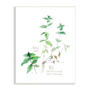 Mint Sprigs Herbs Watercolor Garden Plant by Verbrugge Watercolor Unframed Print Nature Wall Art 13 in. x 19 in.