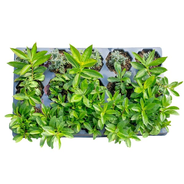 Costa Farms Starter Spring Perennial Garden for Sun Plants in Mesh Plugs Avg. Shipping Height 4 in. Tall (15-Pack)