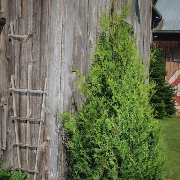 Proven Winners 1 Gal. Sasquatch Dark Green Arborvitae (Thuja