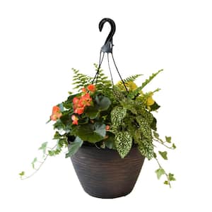 12 in. Begonia Plant Hanging Basket Mix in Orange/Yellow