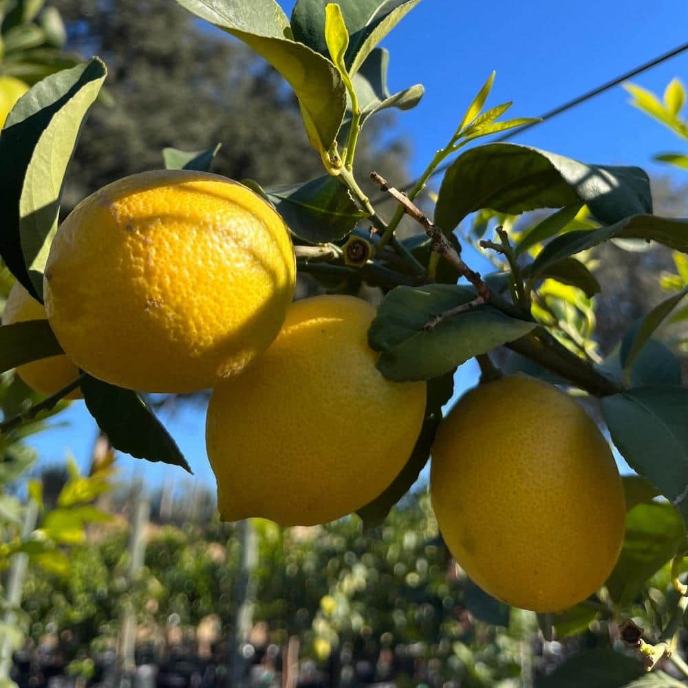 #3 Container Eureka Lemon Evergreen Tree