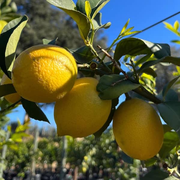 Yuzo Citron Trees For Sale Online