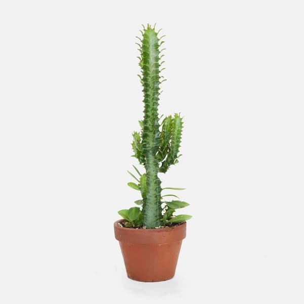Wekiva Foliage Euphorbia Trigona Green Cathedral Cactus-Live Plant in a 4 in. Pot-Extremely Rare Cactus Succulent