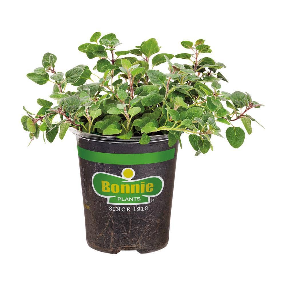 Bonnie Plants 19 oz. Greek Oregano Herb Plant 1003800571 - The