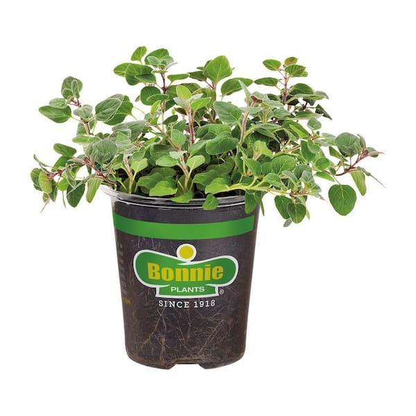 19 oz. Greek Oregano Herb Plant
