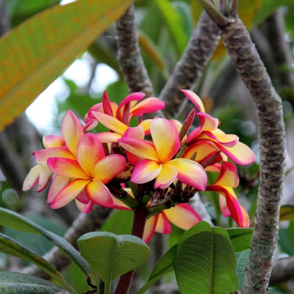 national PLANT NETWORK 1 gal. Plumeria Sunrise Annual Plant with Multicolor Flowers