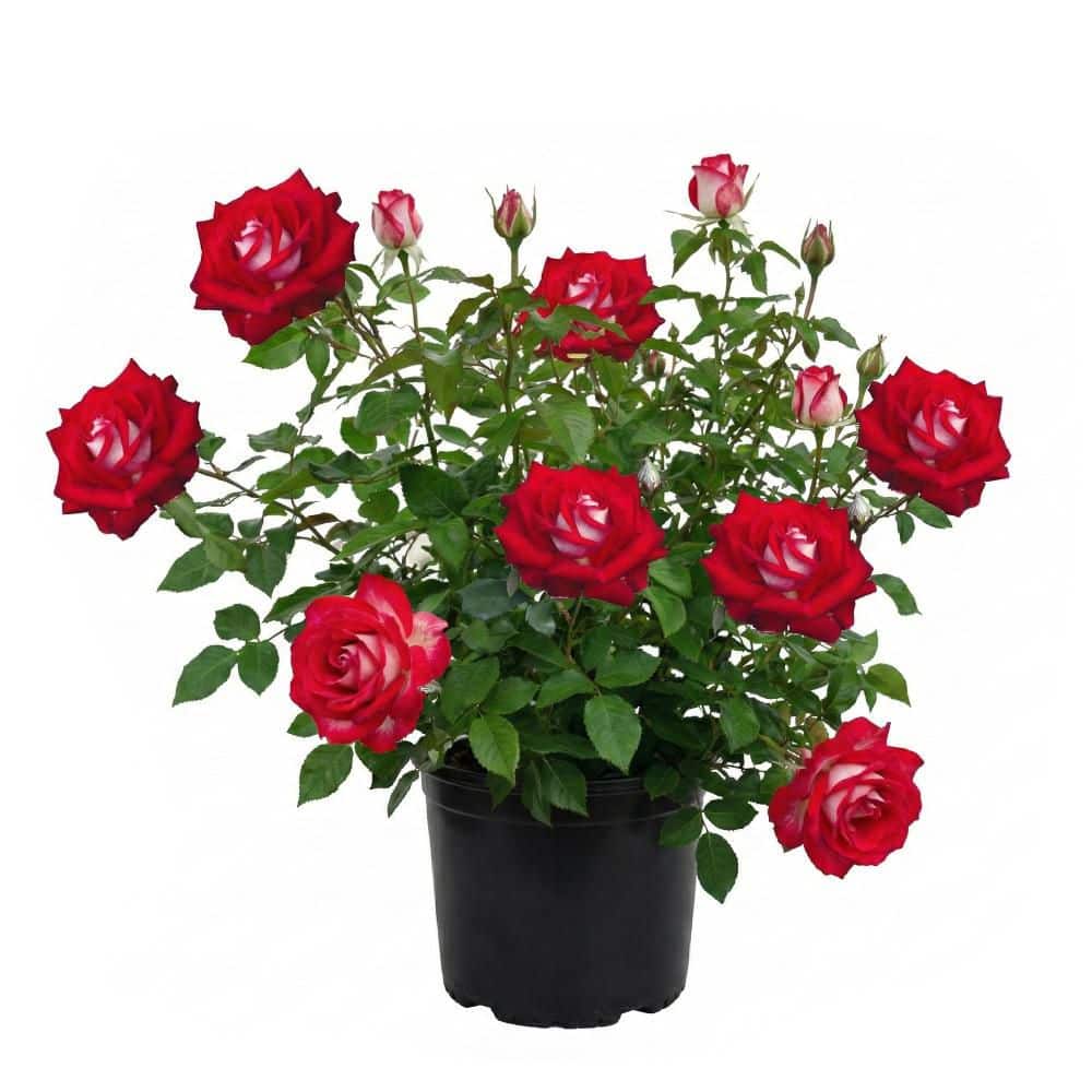 BELL NURSERY 3 Gal. Love Rose Live Plant with Red with Reverse