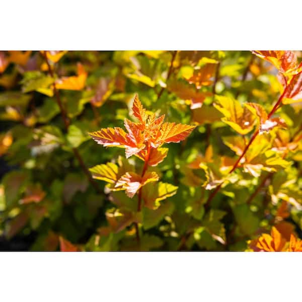 Bloomin' Easy 2 gal. Savannah Sunset Ninebark (Physocarpus) Live