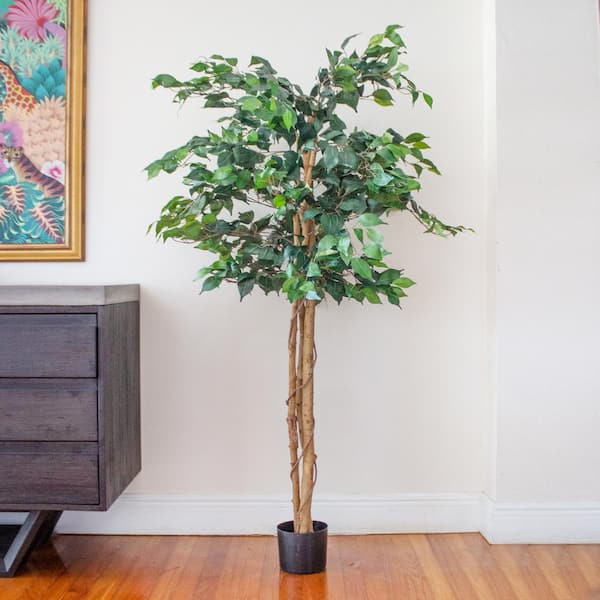 real indoor ficus tree