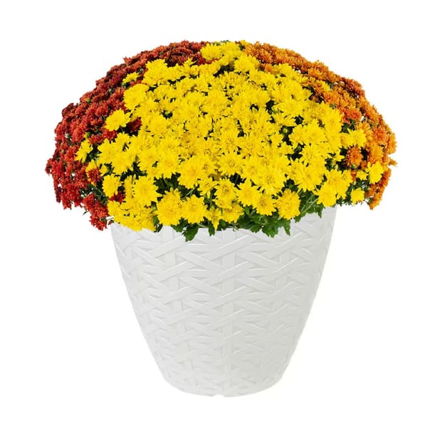 Kingfield Medium Beige Resin Woven Texture Round Planter (13 in. L x 13 in. W x 10.75 in. H)