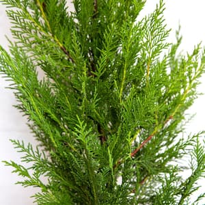 2.5 Gal - Leyland Cypress, Live Evergreen Tree, Rich Green Foliage