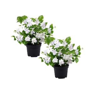 1 gal. Jasmine Sambac Arabian Plant (2-Pack)