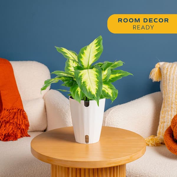 Dieffenbachia Indoor Plant in 6 in. Self-Watering Decor Planter, Average Shipping Height 1-2 ft. Tall