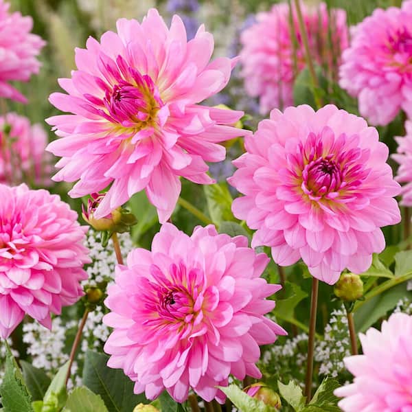 VAN ZYVERDEN Dahlias Rosella Bulbs (Set of 5) 84119 - The Home Depot