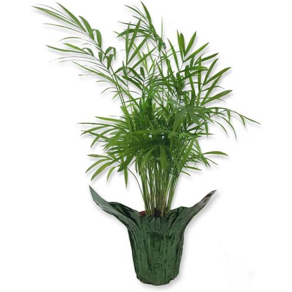 Wekiva Foliage Neanthe Bella Parlor Palm in Festive Holiday Cover-Green-Plant in a 4 Inch Pot-Chamaedorea Elegans-Houseplant
