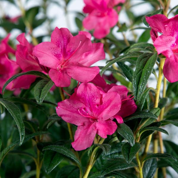 ENCORE AZALEA 1 Gal. Autumn Jewel Shrub with Small Magenta Pink Reblooming Flowers