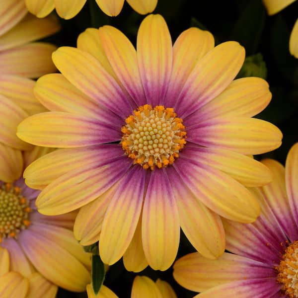 national PLANT NETWORK 2.5 in. Yellow Bloom Blushing Beauty African Daisy Plant (3-Piece)