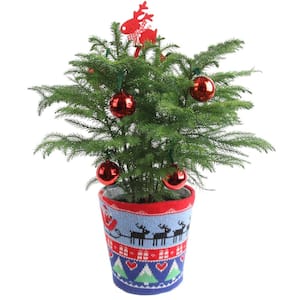 Norfolk Island Pine Indoor Plant in 6 in. Ugly Sweater Décor Pot, Avg. Shipping Height 1-2 ft. Tall