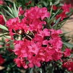 5 Gal. Red Oleander Live Shrub Plant