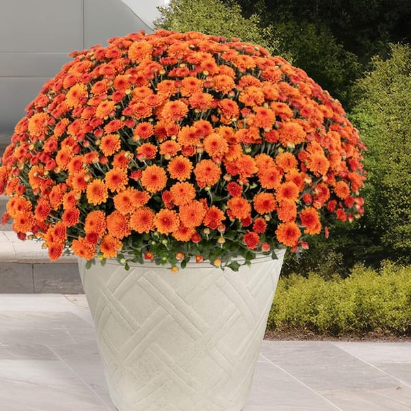 Frenchboro Large Cream Resin Round Planter (22 in. L x 22 in. W x 17.5 in. H)