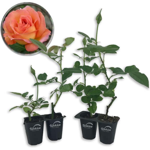 Wekiva Foliage Tahitian Sunset Rose Bush-4 Live Starter Plants in 2 in. Pots-Beautifully Fragrant Heirloom Rose from Florida