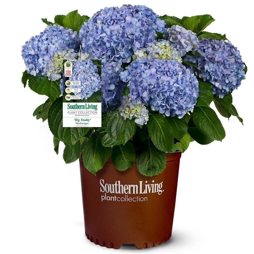 即購入ok hydrangea 様 southern-living-hydrangeas-