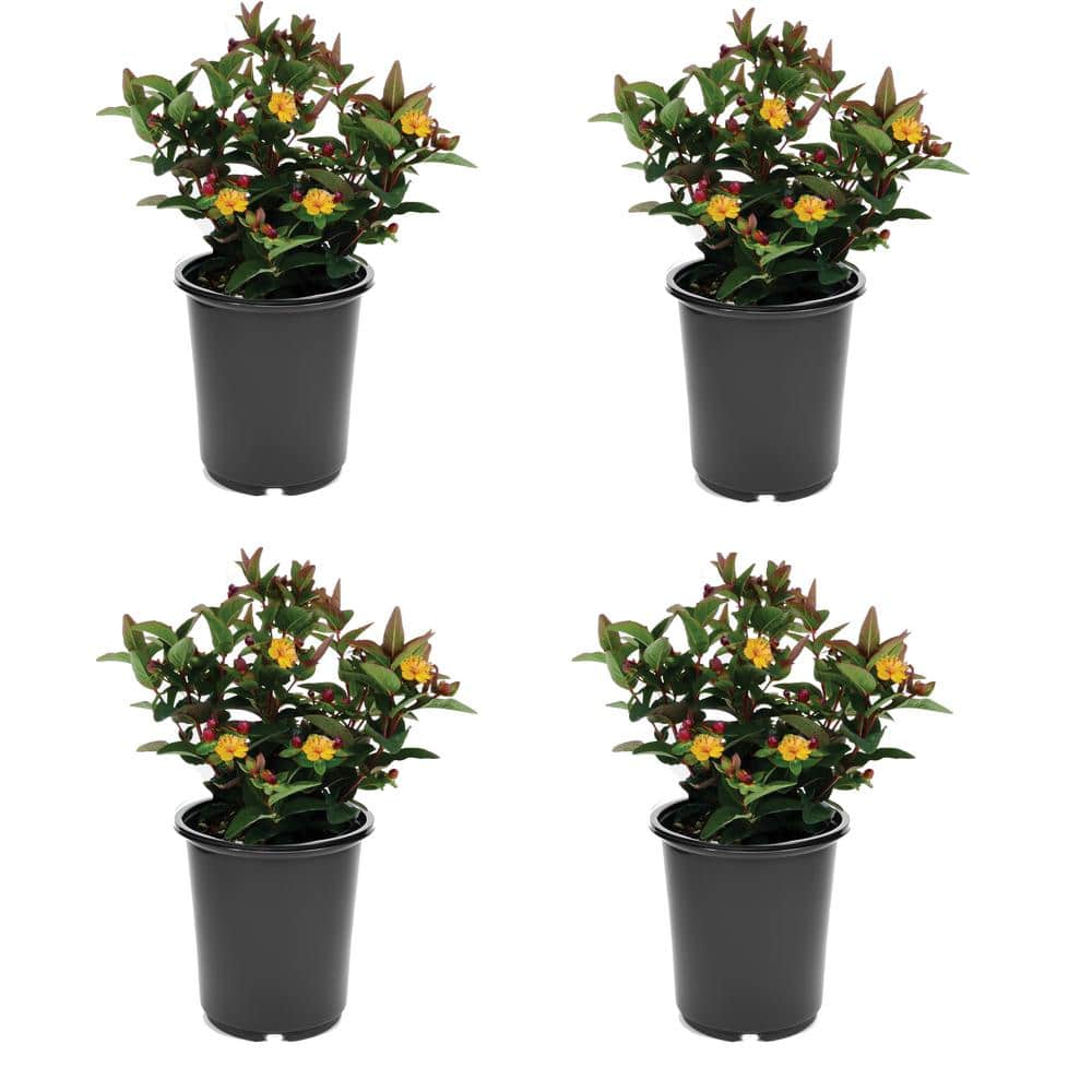 2.5 qt. Yellow Hypericum Granger Perennial (4-Pack)
