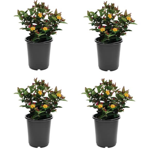Unbranded 2.5 qt. Yellow Hypericum Granger Perennial (4-Pack)