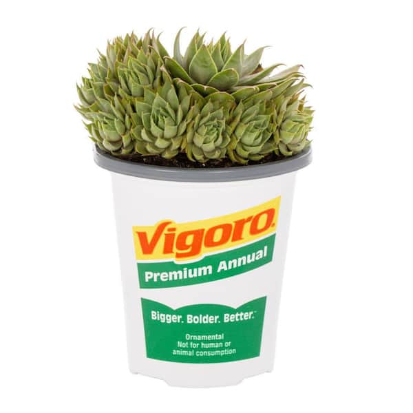 Vigoro 1 Pint Sedum Succulent Ground Cover Plant