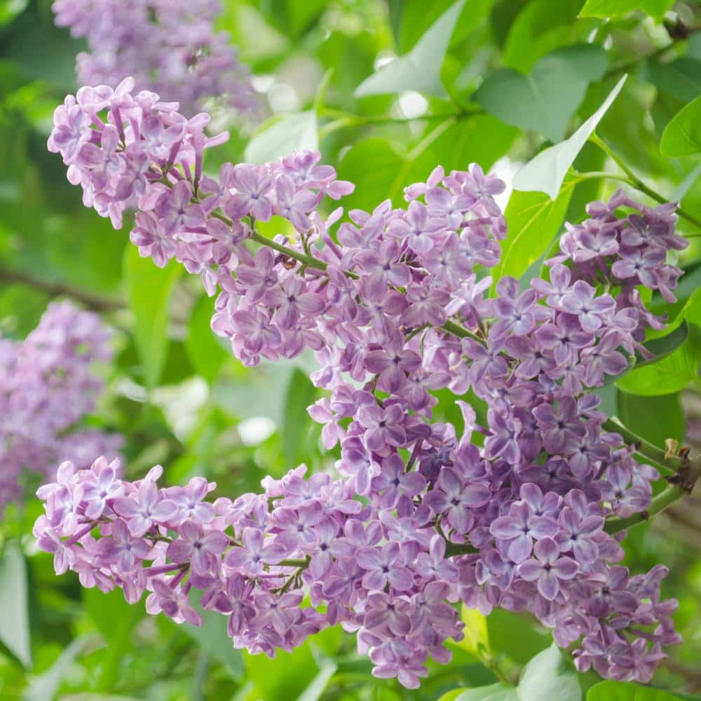 Spring Hill Nurseries 2 In Pot President Grevy French Hybrid Lilac Syringa Live Potted Plant With Lavender Flowers 1 Pack The Home Depot