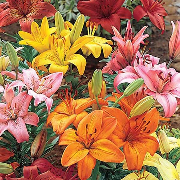 Breck's Asiatic Lily Mix Bulbs (8-Pack)