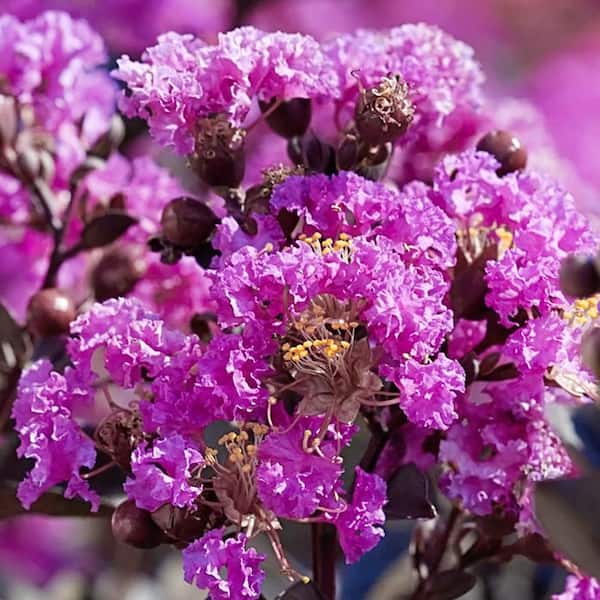 3 Gal. Purely Purple Crape Myrtle Tree