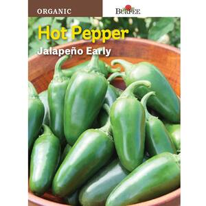 Pepper Hot Jalapeno Early Organic Seed