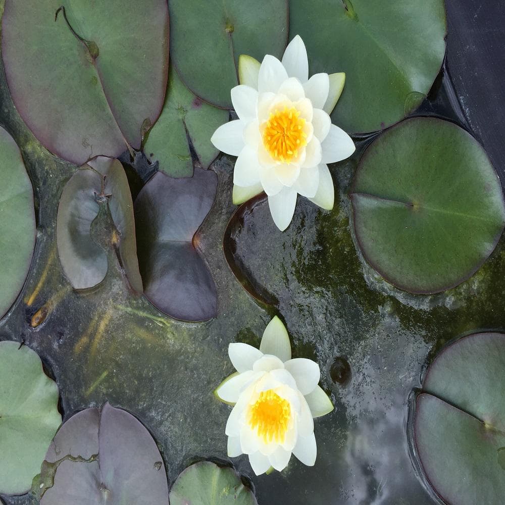 Givhandys In Potted Odorata Hardy Water Lily Aquatic Pond Plant Odorata The Home Depot