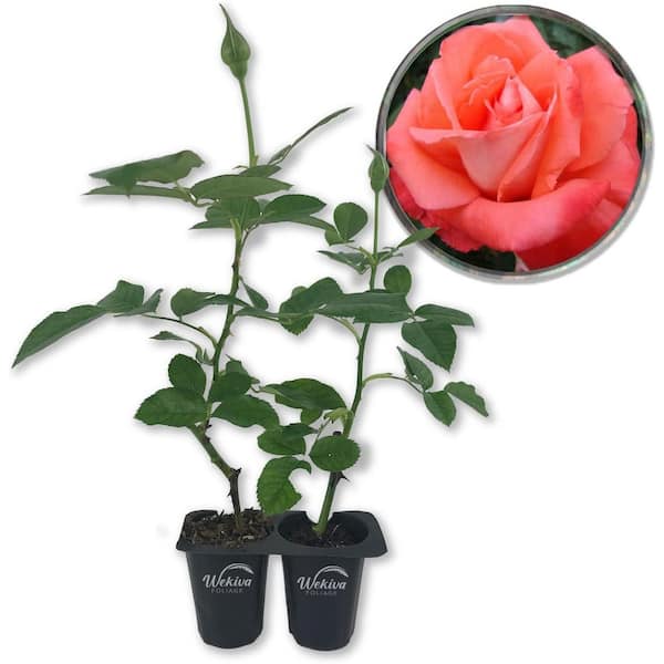 Cary Grant Rose Bush - 2 Live Starter Plants in 2 in. Pots - Beautifully Fragrant Hybrid Tea Rose from Florida