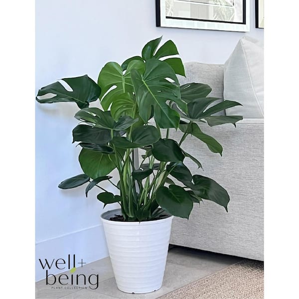 NATURE'S WAY FARMS 1.72 Gal. Monstera Swiss Cheese Indoor Tropical  Houseplant (1-Pack) 5658 - The Home Depot