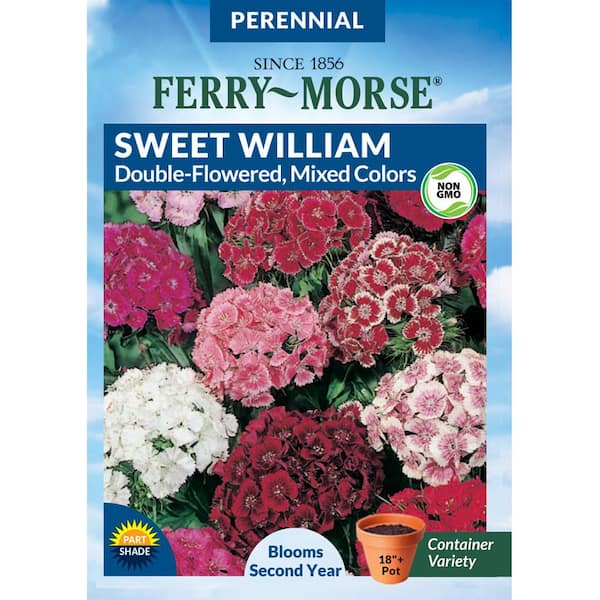 Ferry-Morse Sweet William Tall Double Mixed Colors Flower Seeds