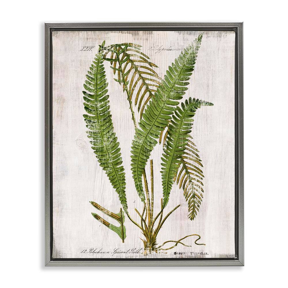 Thin Fern Leaves Study by Susan Arnot Gray Floater Frame Nature Graphic Art Print 21 in. x 17 in. price history on PriceWatchPro