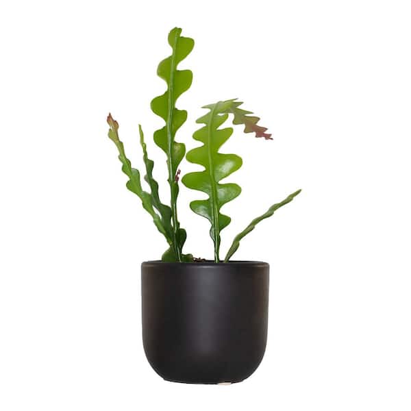 national PLANT NETWORK 5 in. Black Bowl Planter with A 4 in. Zig Zag Cactus Plant (1-Piece)