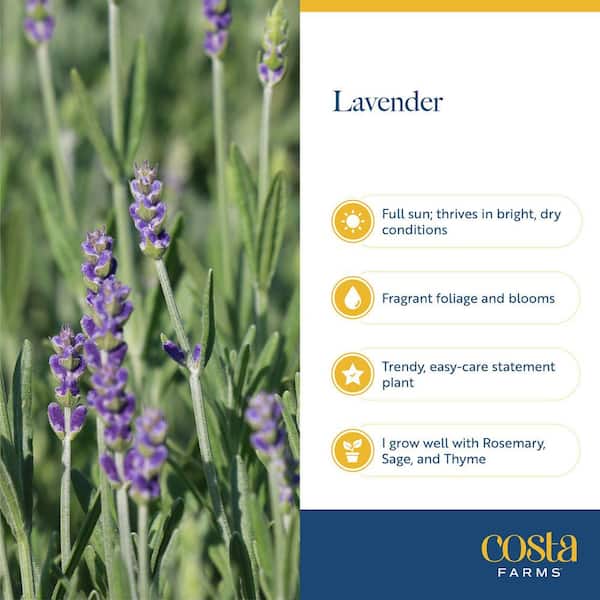 Costa Farms Outdoor Lavender Plant in 2 qt. Grower Pot, Avg. Shipping Height 12 in. Tall (2-Pack)
