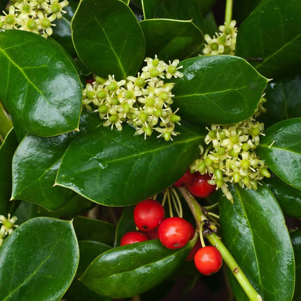 Dwarf Burford 2.25 Gallon Evergreen Holly Shrub